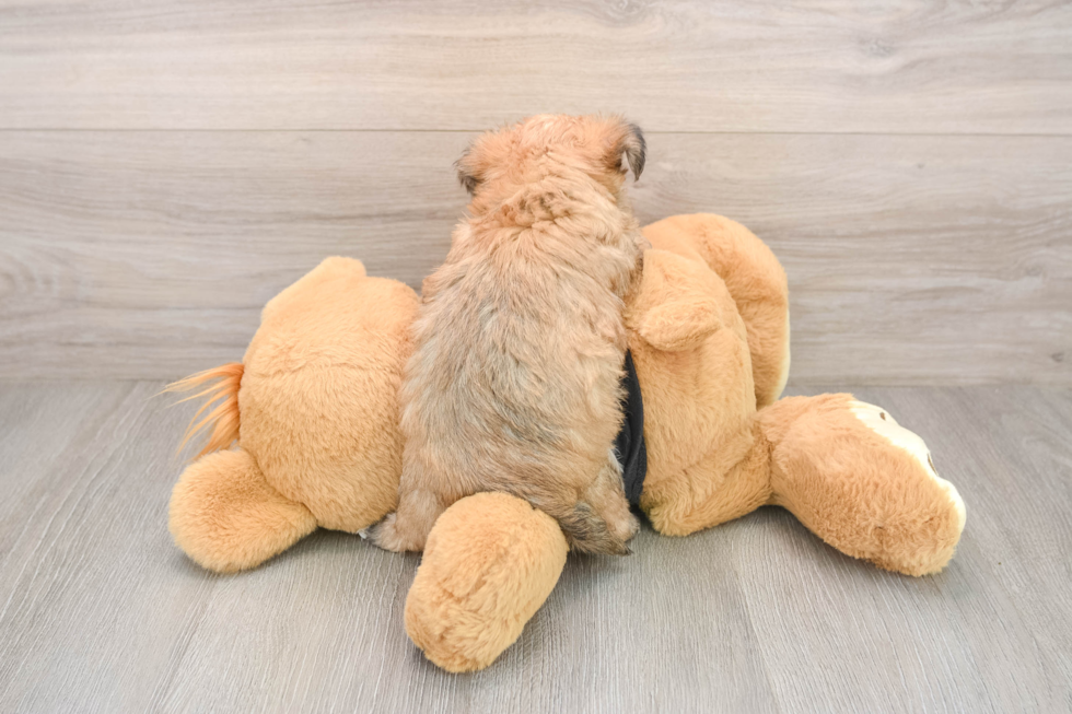 Morkie Puppy for Adoption