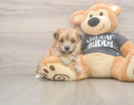 8 week old Morkie Puppy For Sale - Seaside Pups