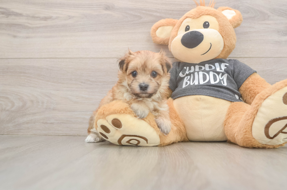 5 week old Morkie Puppy For Sale - Seaside Pups