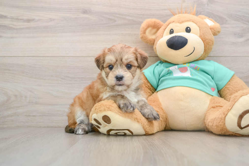 Morkie Pup Being Cute