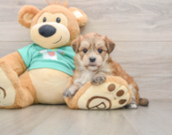 6 week old Morkie Puppy For Sale - Seaside Pups