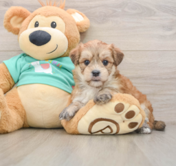 7 week old Morkie Puppy For Sale - Seaside Pups