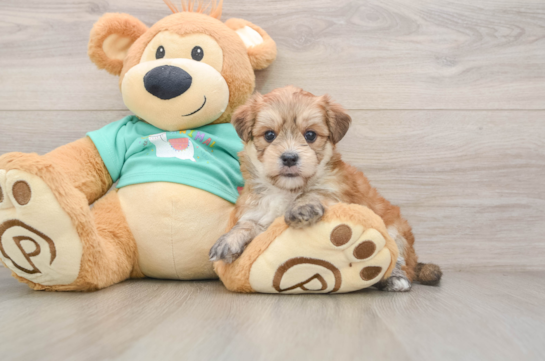Hypoallergenic Yortese Designer Puppy