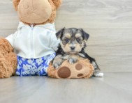 5 week old Morkie Puppy For Sale - Seaside Pups