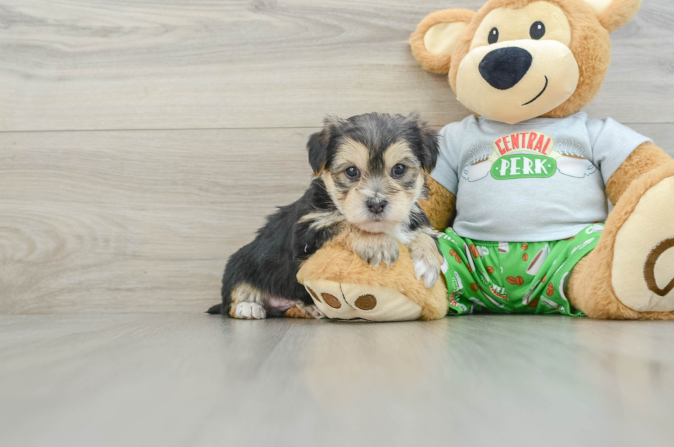 7 week old Morkie Puppy For Sale - Seaside Pups