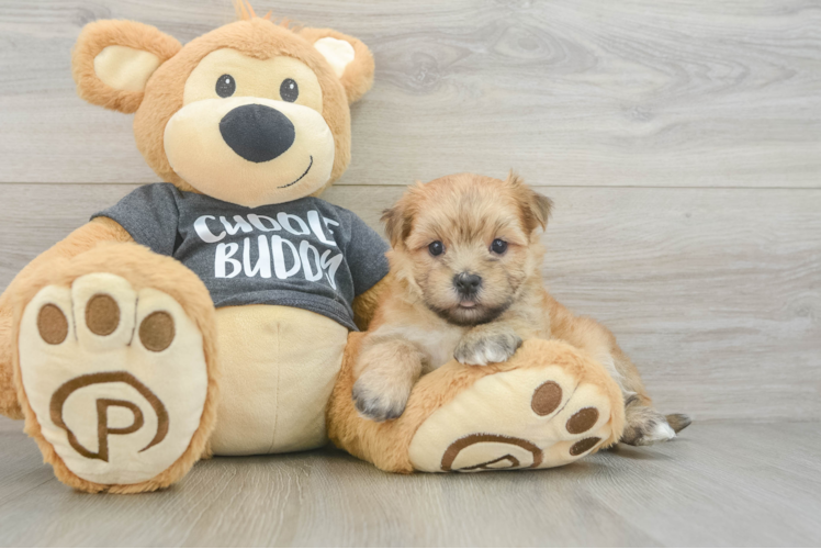 Cute Morkie Baby