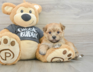 5 week old Morkie Puppy For Sale - Seaside Pups