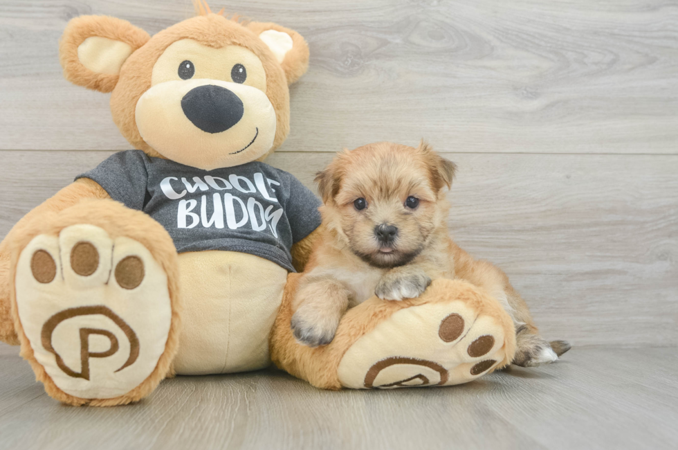 5 week old Morkie Puppy For Sale - Seaside Pups