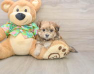 6 week old Morkie Puppy For Sale - Seaside Pups