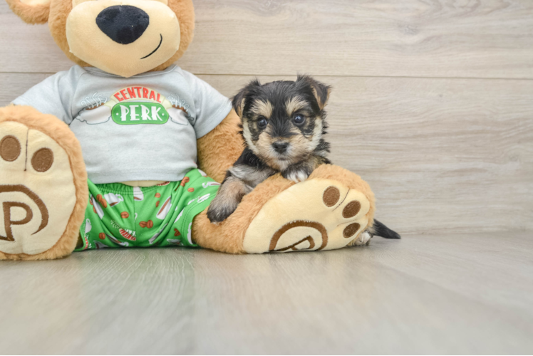 Friendly Morkie Baby