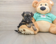 5 week old Morkie Puppy For Sale - Seaside Pups
