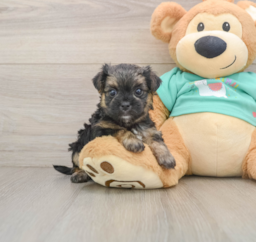 7 week old Morkie Puppy For Sale - Seaside Pups