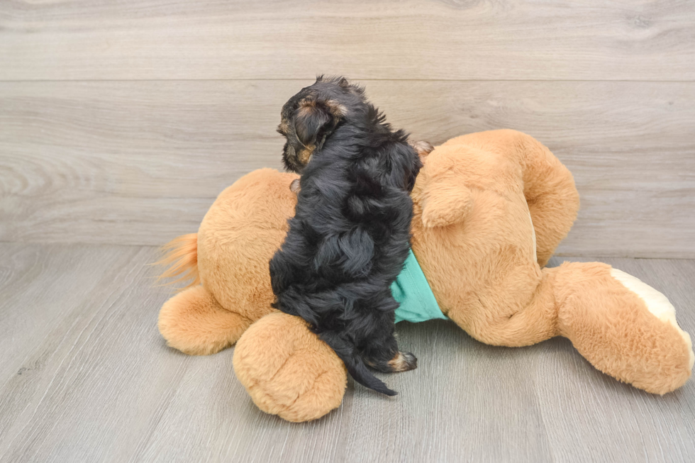 Morkie Pup Being Cute