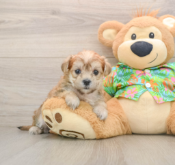 5 week old Morkie Puppy For Sale - Seaside Pups