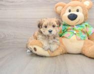 6 week old Morkie Puppy For Sale - Seaside Pups