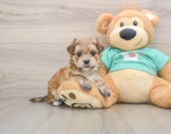 7 week old Morkie Puppy For Sale - Seaside Pups