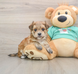 7 week old Morkie Puppy For Sale - Seaside Pups