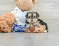 6 week old Morkie Puppy For Sale - Seaside Pups