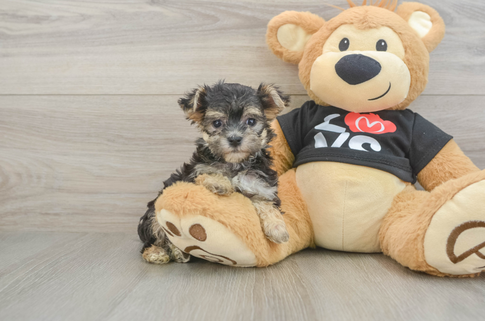 6 week old Morkie Puppy For Sale - Seaside Pups