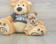 5 week old Morkie Puppy For Sale - Seaside Pups