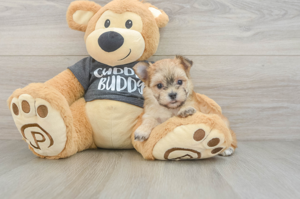 5 week old Morkie Puppy For Sale - Seaside Pups