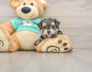 6 week old Morkie Puppy For Sale - Seaside Pups