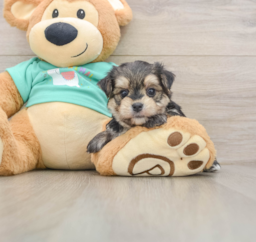 7 week old Morkie Puppy For Sale - Seaside Pups