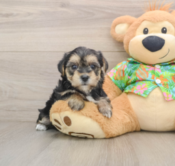 5 week old Morkie Puppy For Sale - Seaside Pups