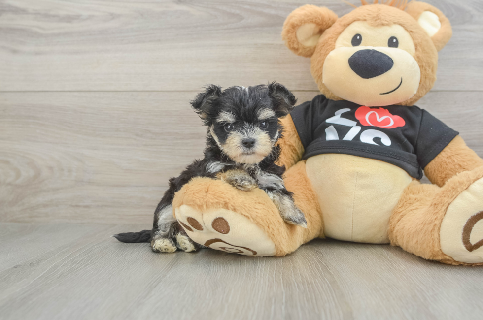 6 week old Morkie Puppy For Sale - Seaside Pups