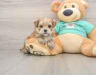 6 week old Morkie Puppy For Sale - Seaside Pups