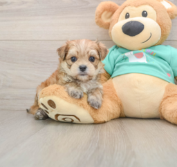 7 week old Morkie Puppy For Sale - Seaside Pups