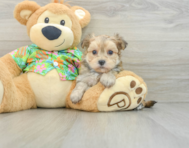 7 week old Morkie Puppy For Sale - Seaside Pups