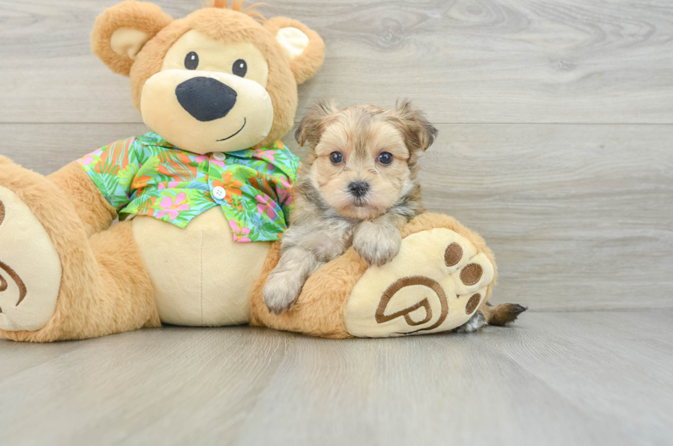 8 week old Morkie Puppy For Sale - Seaside Pups