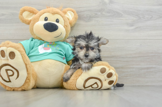 Morkie Puppy for Adoption