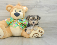 8 week old Morkie Puppy For Sale - Seaside Pups