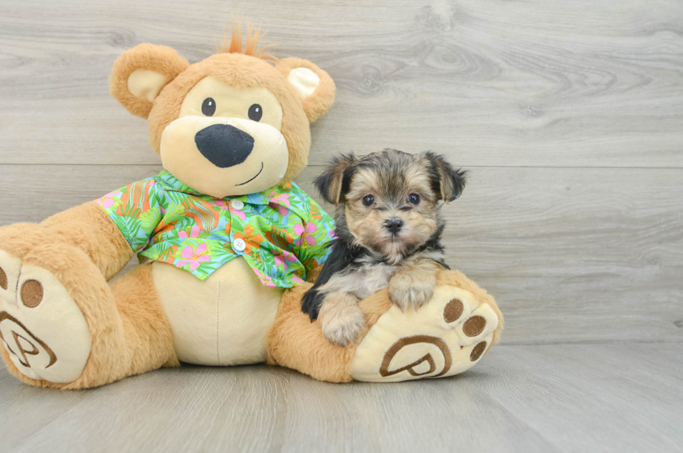 8 week old Morkie Puppy For Sale - Seaside Pups