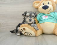 8 week old Morkie Puppy For Sale - Seaside Pups