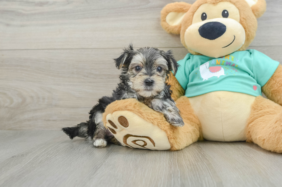 7 week old Morkie Puppy For Sale - Seaside Pups