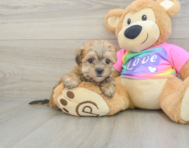 6 week old Morkie Puppy For Sale - Seaside Pups