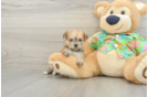 Morkie Puppy for Adoption