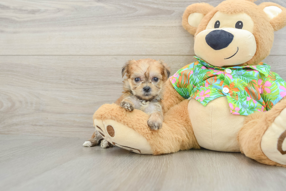 Morkie Puppy for Adoption