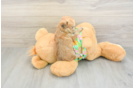 Fluffy Morkie Designer Pup