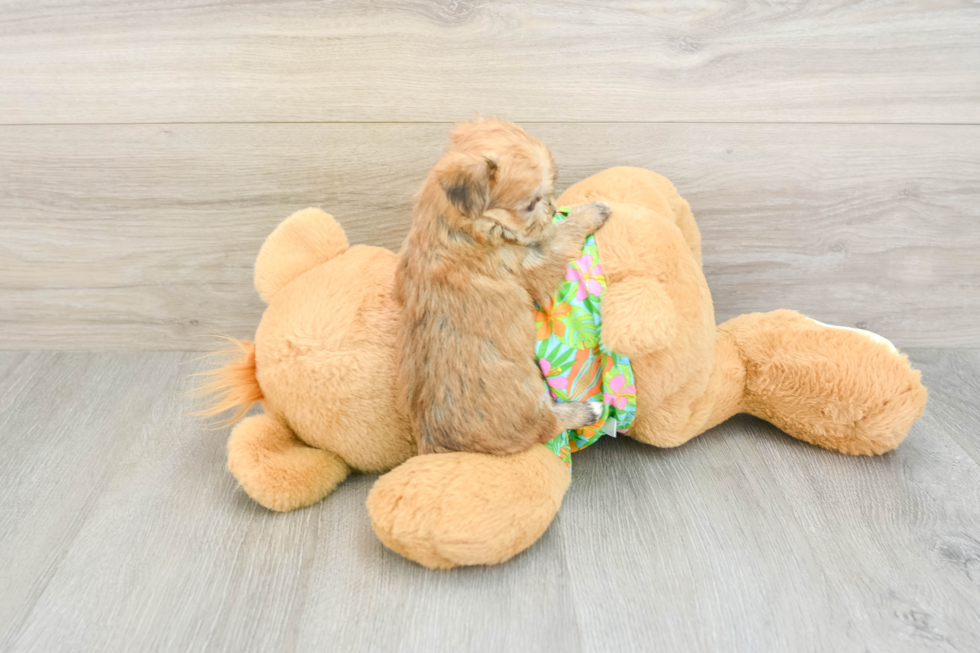 Fluffy Morkie Designer Pup