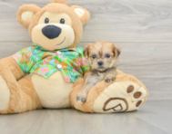 5 week old Morkie Puppy For Sale - Seaside Pups