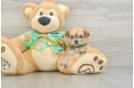 Energetic Yorktese Designer Puppy