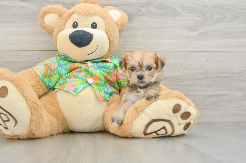 5 week old Morkie Puppy For Sale - Seaside Pups