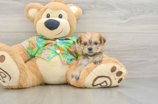 Energetic Yorktese Designer Puppy