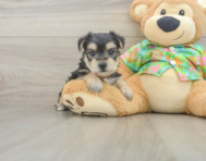 6 week old Morkie Puppy For Sale - Seaside Pups