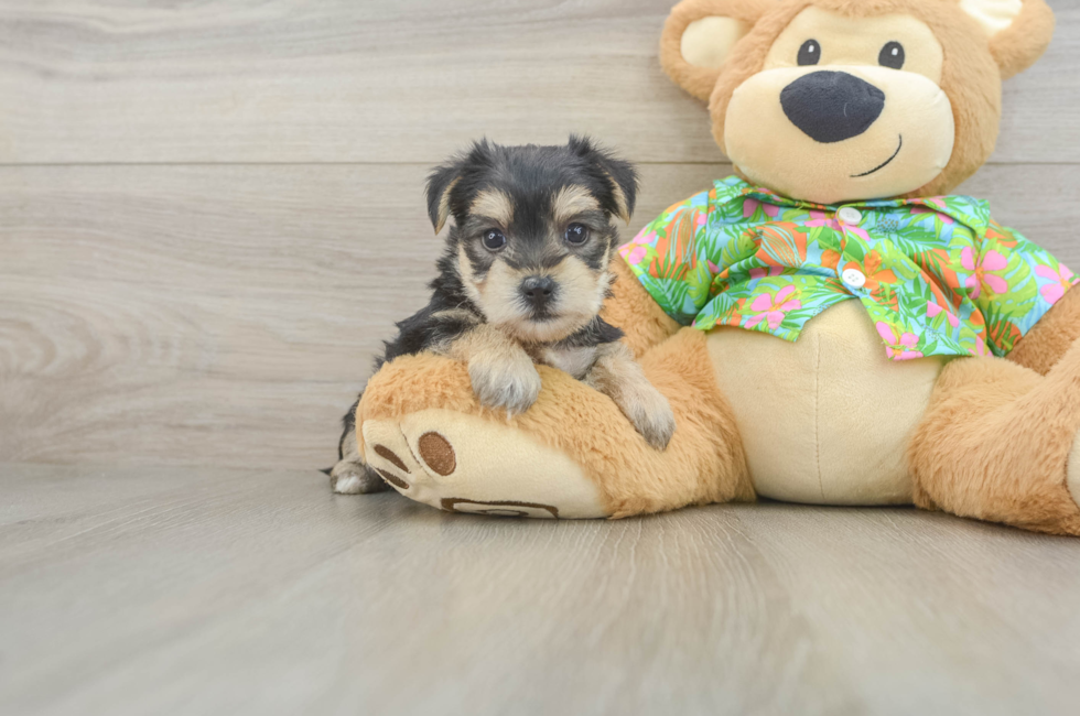 5 week old Morkie Puppy For Sale - Seaside Pups