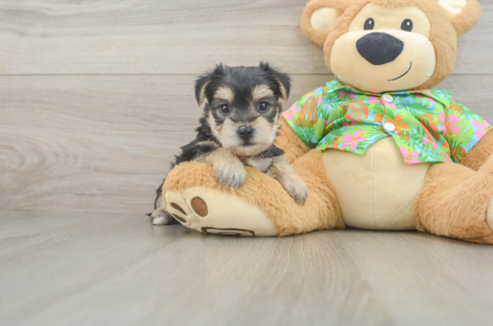 Smart Morkie Designer Pup